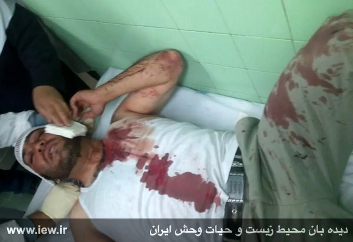 محیط‌بان پناهگاه حیات وحش شاهرود هدف گلوله شکارچیان قرار گرفت