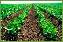 واردات کود به کشور در چهار ماهه نخست امسال ۳۰۰ هزار و ۳۴۴ تن بود