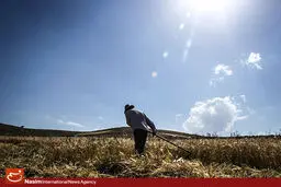 گزارش تصویری:: برداشت سنتی گندم در مزارع