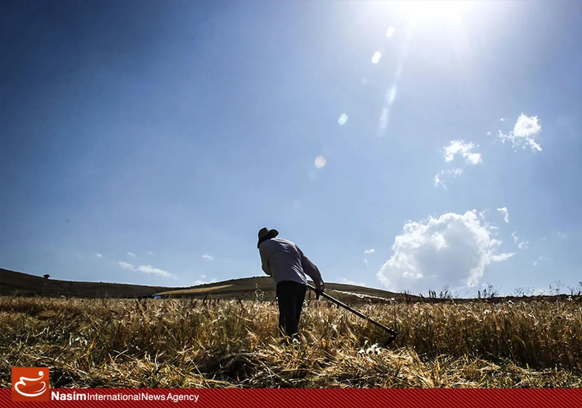گزارش تصویری:: برداشت سنتی گندم در مزارع