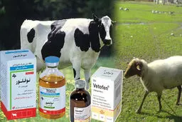 پنج قلم داروی جدید دامی در کشور تولید شد