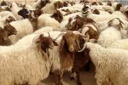 امکان صادرات دام زنده سبک بدون نیاز به مجوز وزارت جهاد کشاورزی فراهم شد