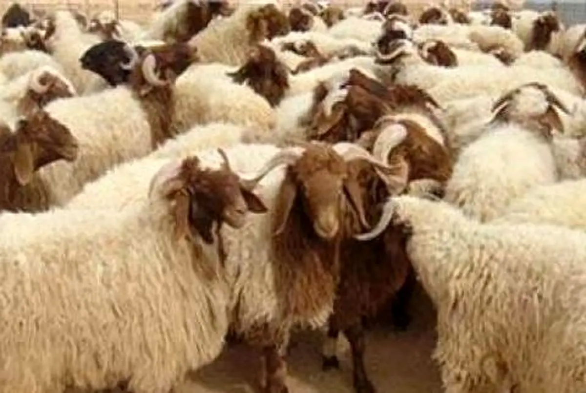 امکان صادرات دام زنده سبک بدون نیاز به مجوز وزارت جهاد کشاورزی فراهم شد