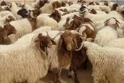 امکان صادرات دام زنده سبک بدون نیاز به مجوز وزارت جهاد کشاورزی فراهم شد