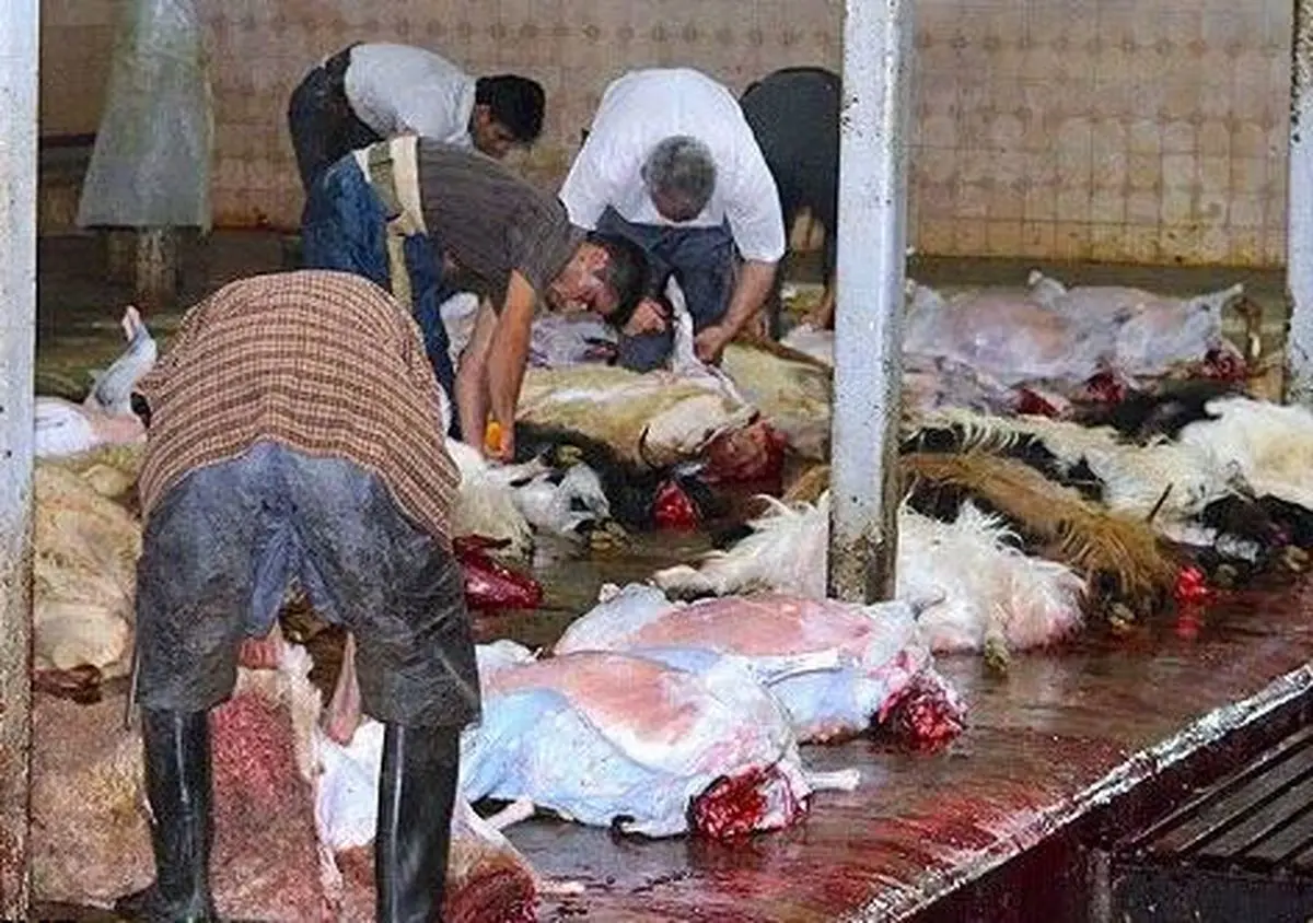 مدیرکل دامپزشکی کرمانشاه: ۷۰ تن فرآورده‌های دامی غیربهداشتی در استان امحا شد