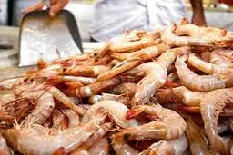 از ابتدای سال تاکنون بیش از ۲۰۰ تن میگوی پرورشی در چابهار تولید شده است