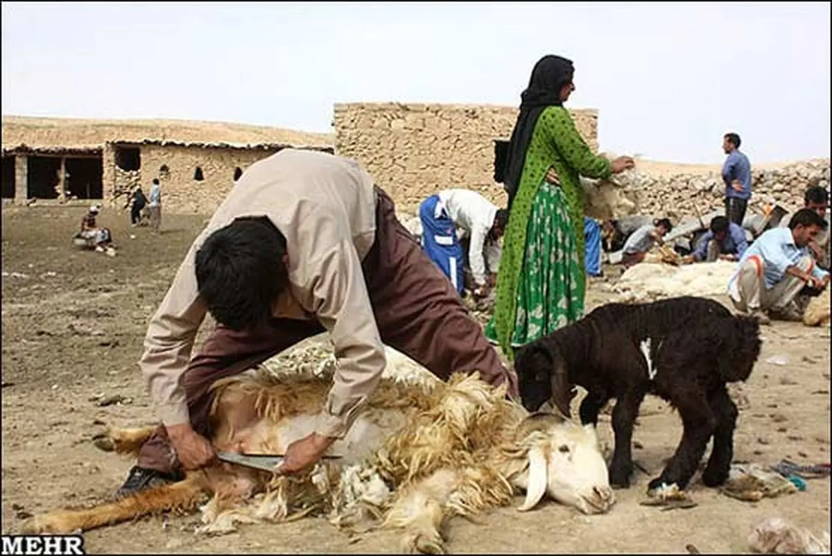 "ارزش اقتصادی تولیدات دام و طیور کشور ۴۷۰ هزار میلیارد ریال است"