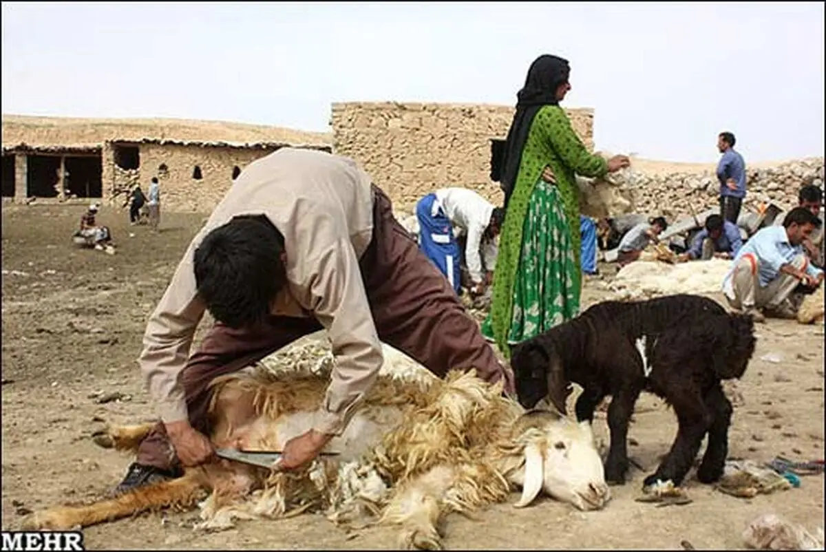 "ارزش اقتصادی تولیدات دام و طیور کشور ۴۷۰ هزار میلیارد ریال است"