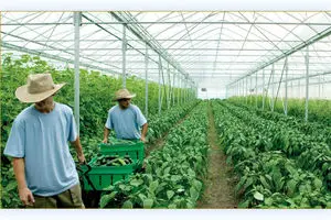 معاون وزیر تعاون: ۴۰ درصد تعاونی‌های ثبت شده غیرفعال هستند