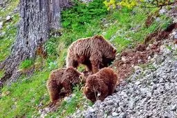 سه قلاده خرس قهوه‌ای در ارتفاعات فیروزکوه مشاهده شد