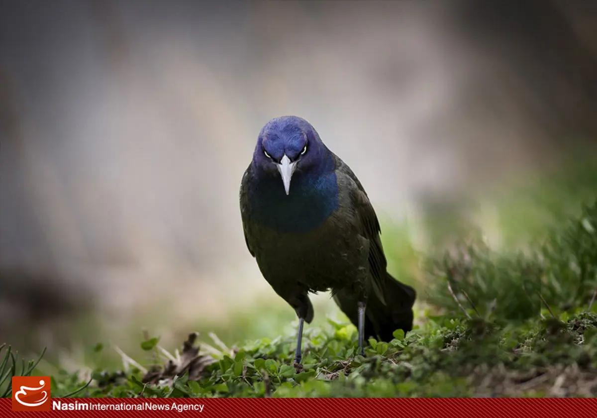 بهترین مستند جشنواره حقیقت روی آنتن شبکه مستند می‌رود
