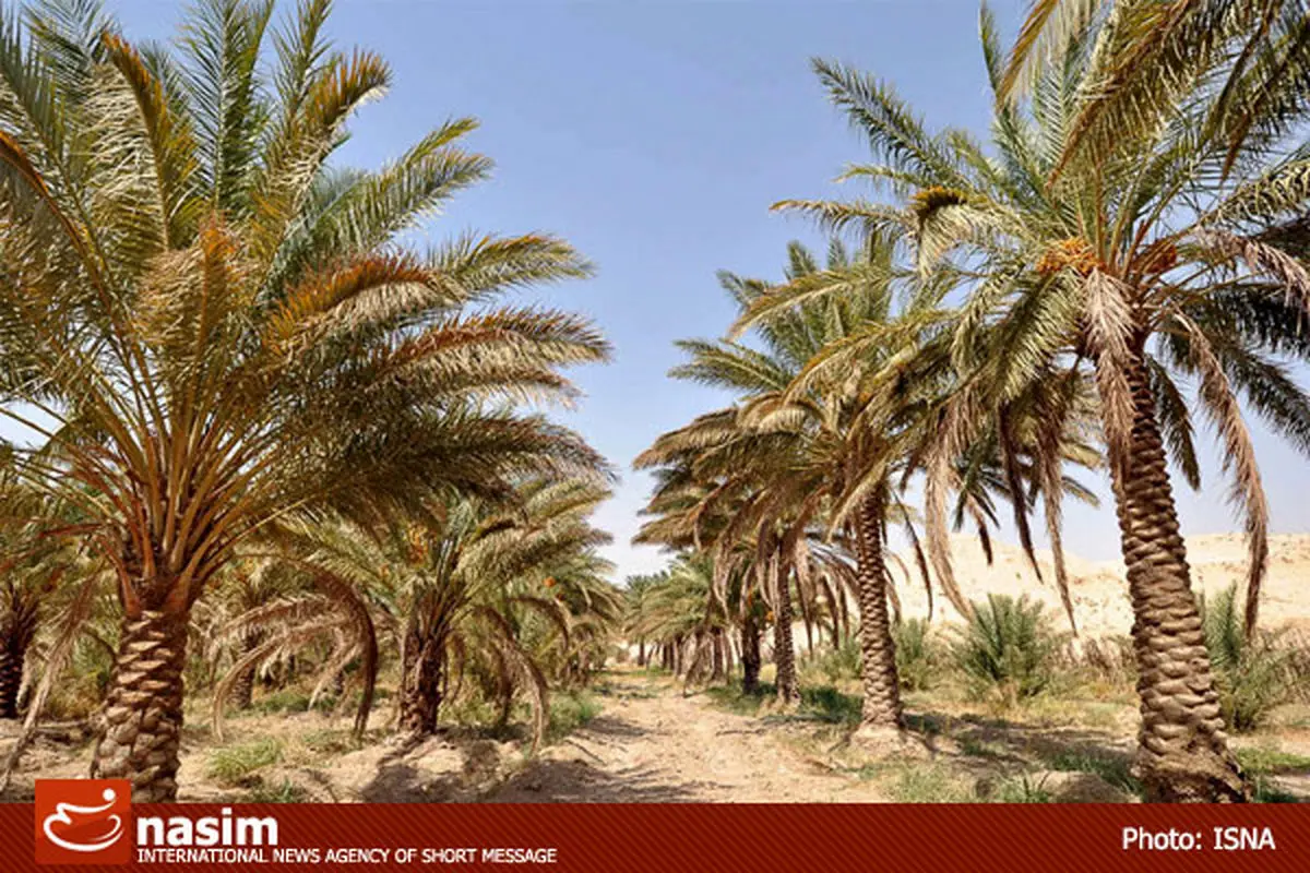 "طرح احیای نخیلات آبادان و خرمشهر در سال‌‌جاری آغاز می‌شود"