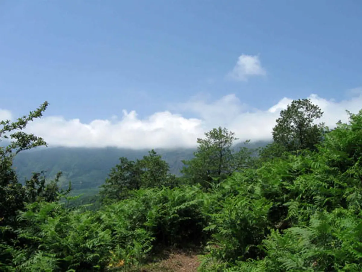 معاون وزیر جهاد: لایحه حفاظت  از منابع طبیعی به مجلس ارایه شد