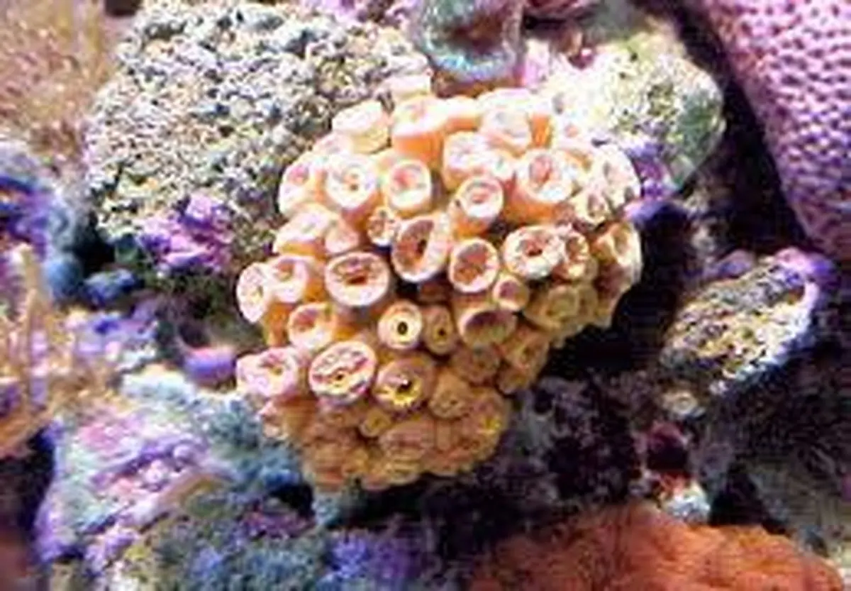 "شناورهای صید صنعتی چابهار باعث تخریب مرجان‌های دریایی می‌شوند"