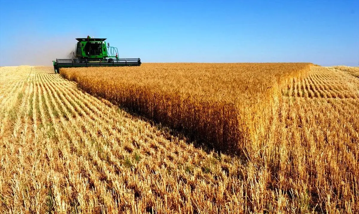خرید تضمینی گندم تاکنون بالغ بر شش میلیون و ۶۵۳ هزار تن بوده است