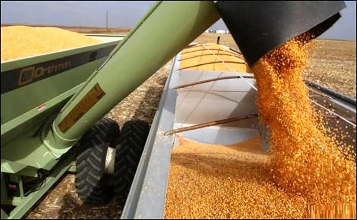 مدیر جهاد کشاورزی کرمانشاه: برداشت ذرت دانه‌ای از مزارع این شهرستان آغاز شد