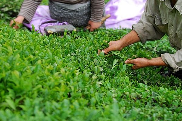 رئیس سازمان چای: برداشت برگ سبز چای ۲۴ درصد کاهش یافت