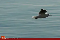 دام‌های هوایی شکار پرندگان مهاجر در فریدونکنار برچیده می‌شود