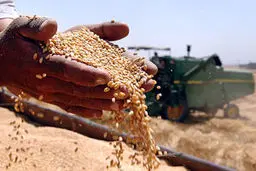 مدیرعامل شرکت غله و بازرگانی سیستان و بلوچستان: خرید تضمینی گندم افزایش یافته است