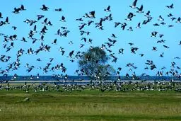 مدیرکل حفاظت محیط زیست سیستان و بلوچستان: ۱۱ گونه پرنده دریایی در خطر انقراض قرار دارند