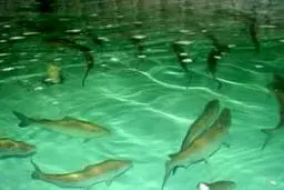 مدیرکل شیلات استان کرمانشاه: ظرفیت تولید ماهی خاویار در استان بالا است