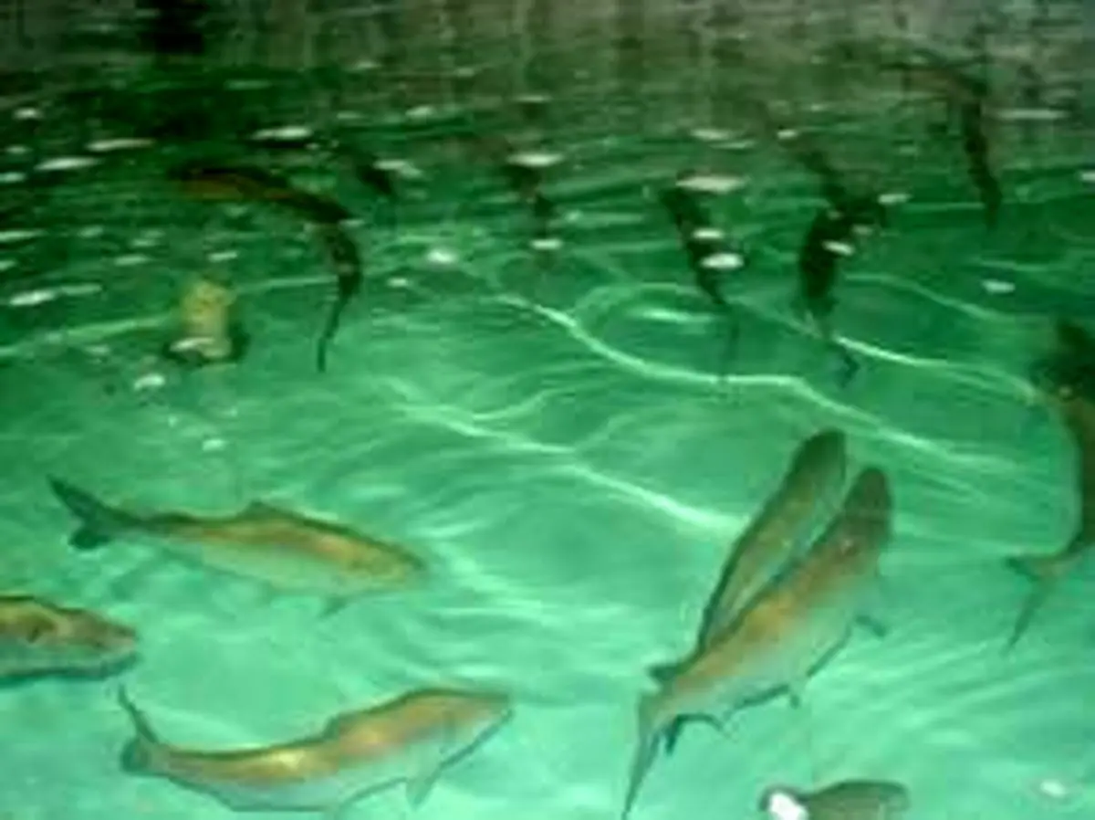 مدیرکل شیلات استان کرمانشاه: ظرفیت تولید ماهی خاویار در استان بالا است