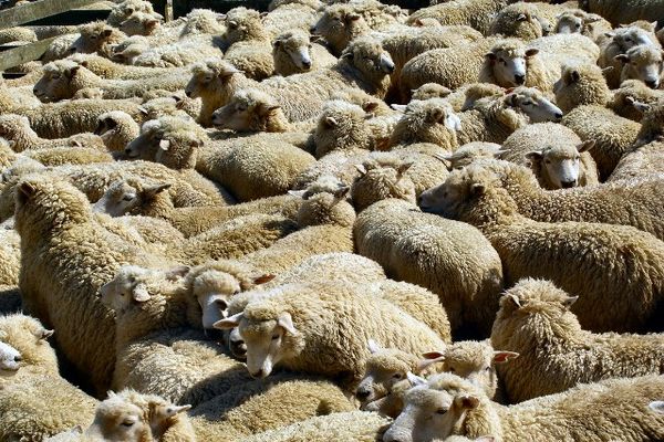 عوارض ۳۲۰ هزار تومانی بر صادرات هر رأس گوسفند وضع شد