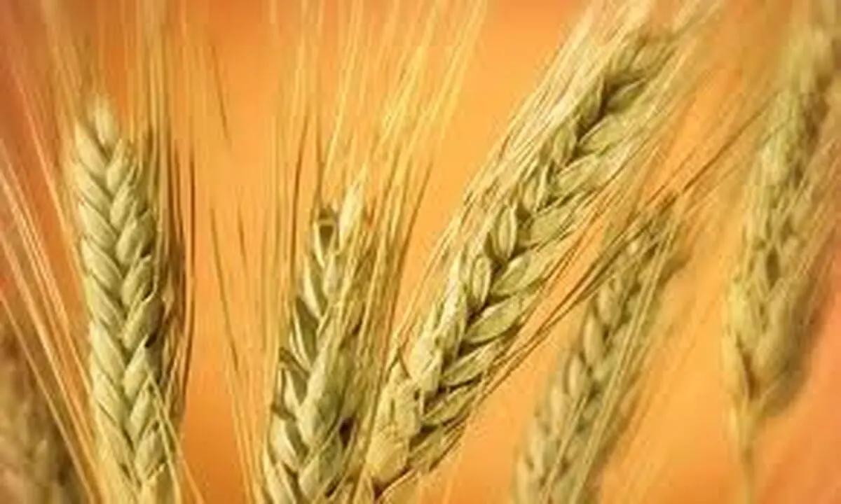 "کاشت زعفران و پسته در خراسان رضوی سطح زیر کشت گندم را کاهش داده است"