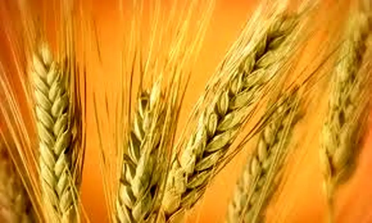 "کاشت زعفران و پسته در خراسان رضوی سطح زیر کشت گندم را کاهش داده است"