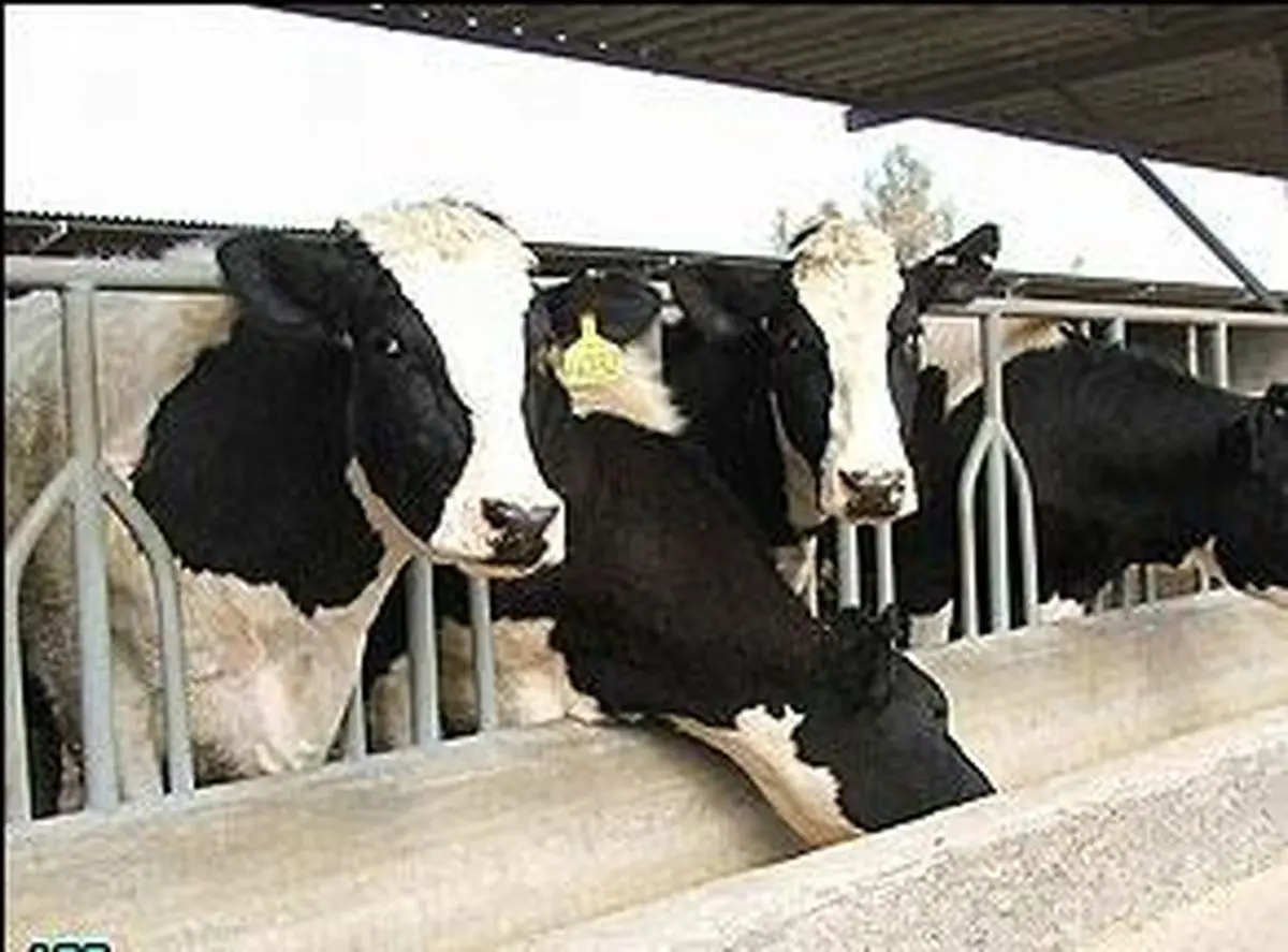 مرکز آمار ایران: قیمت تولید محصولات گوشتی صنعتی در سال ۹۱، ۶۱ درصد رشد داشت