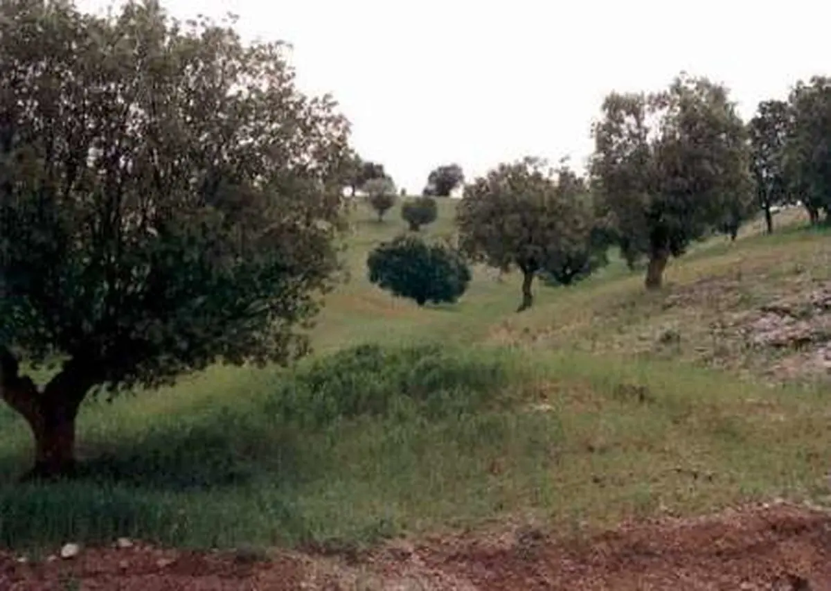 "سازمان امور اراضی زمین های واگذار شده را پس می گیرد"