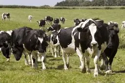 مدیرکل دامپزشکی کرمانشاه: موافقت‌نامه پرداخت خسارت بیماری لمپی‌اسکین اخذ شده است