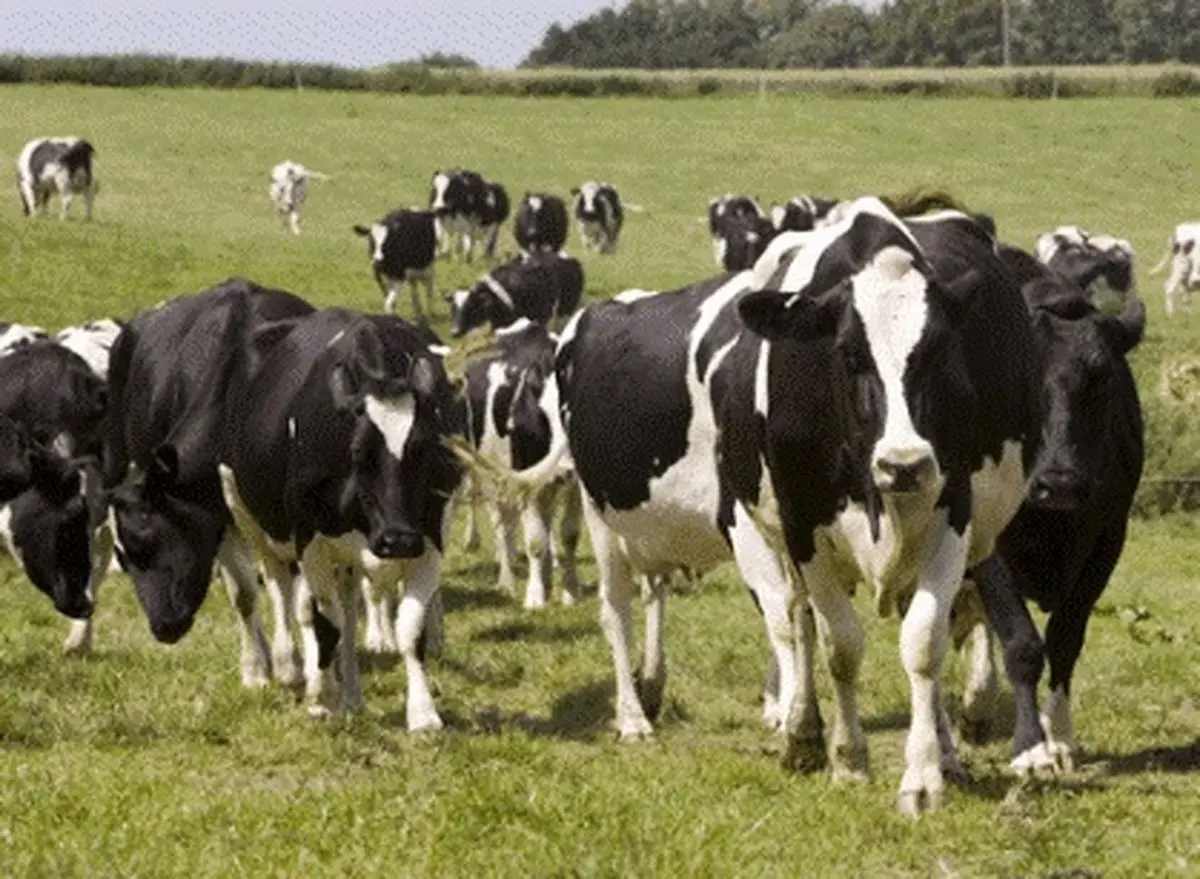 مدیرکل دامپزشکی کرمانشاه: موافقت‌نامه پرداخت خسارت بیماری لمپی‌اسکین اخذ شده است