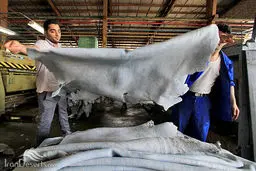 عوارض صادراتی سالامبور گوسفندی برداشته شد