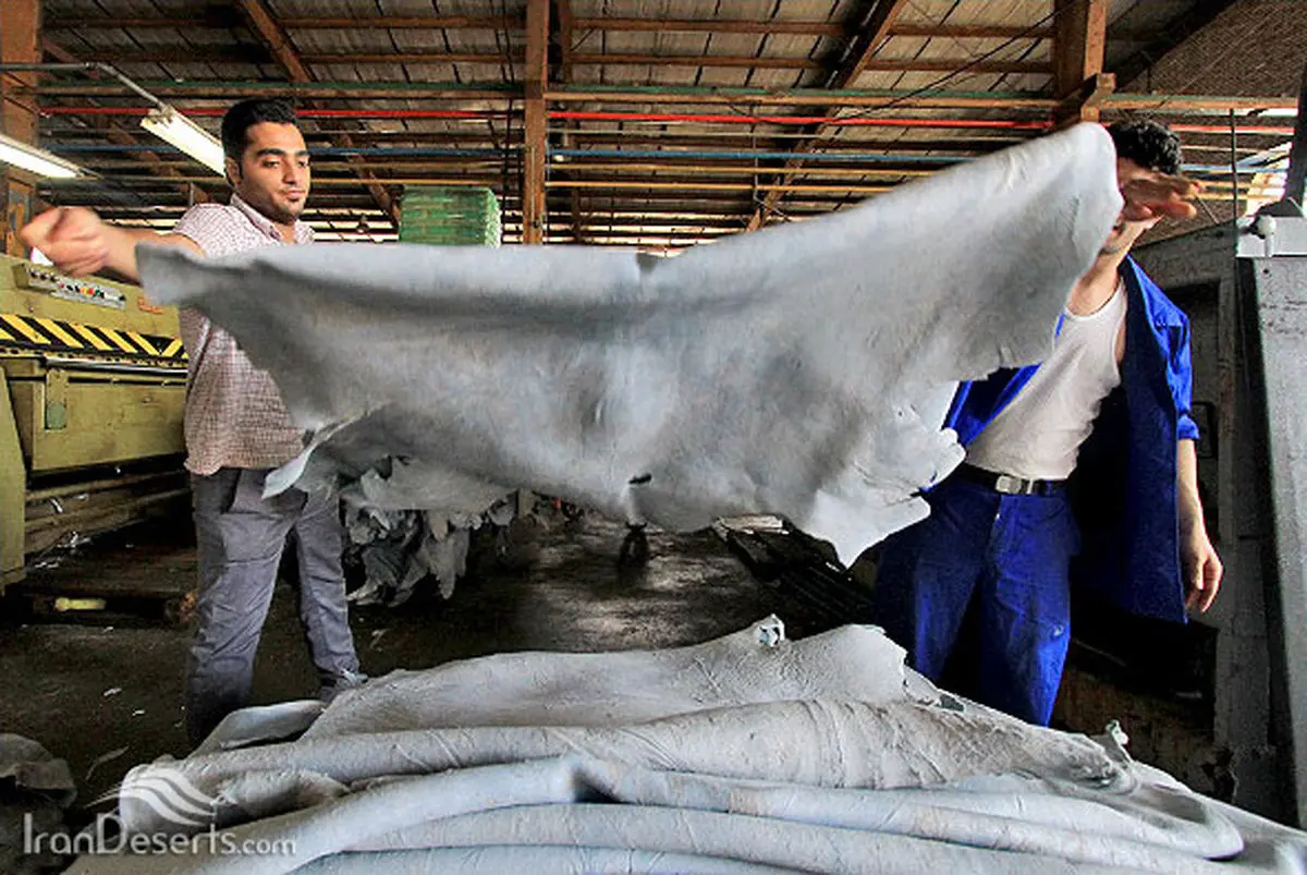 عوارض صادراتی سالامبور گوسفندی برداشته شد