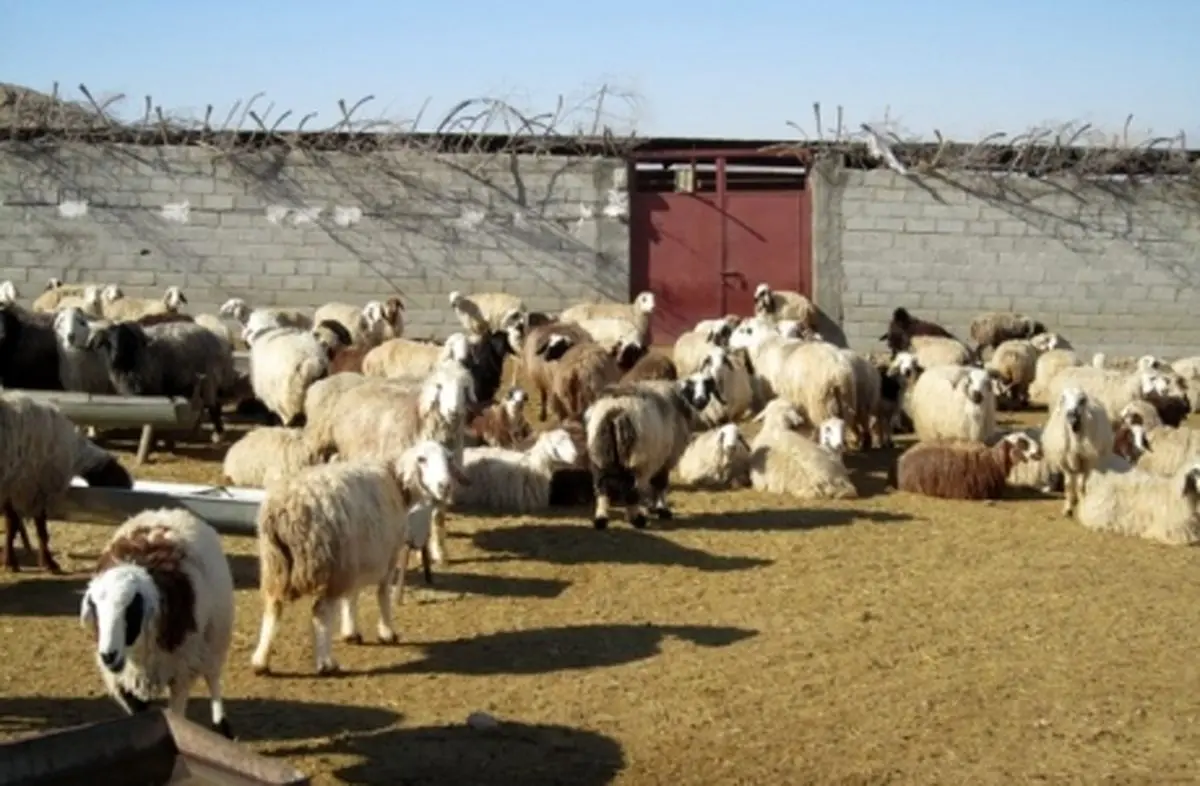 مدیرکل دامپزشکی کرمانشاه: امسال ۷۷ تن فرآورده گوشتی غیرمجاز ضبط و امحا شده است