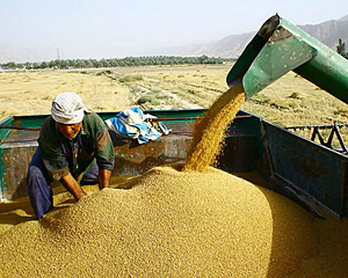 هیأت دولت قیمت خرید تضمینی محصولات زراعی برای سال ۹۴-۹۳ را تصویب کرد + جدول