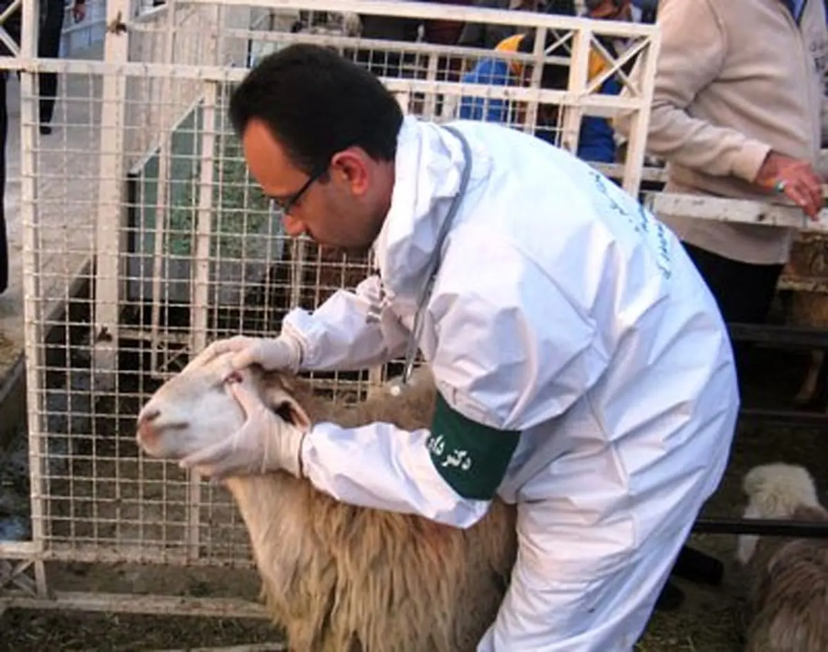 مدیرکل دامپزشکی کرمانشاه: مردم استان قربانی خود را فقط از اماکن عرضه مجاز دام تهیه کنند