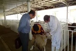 لیست ۳۵ جایگاه‌ عرضه بهداشتی دام منتشر شد