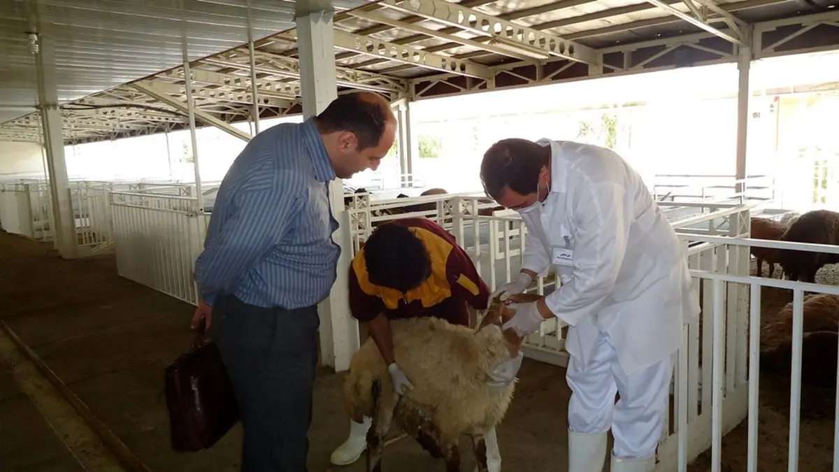 لیست ۳۵ جایگاه‌ عرضه بهداشتی دام منتشر شد