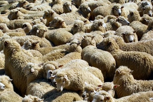 رئیس اتحادیه گوشت گوسفندی: دام زنده را از مراکز بهداشتی خریداری کنید