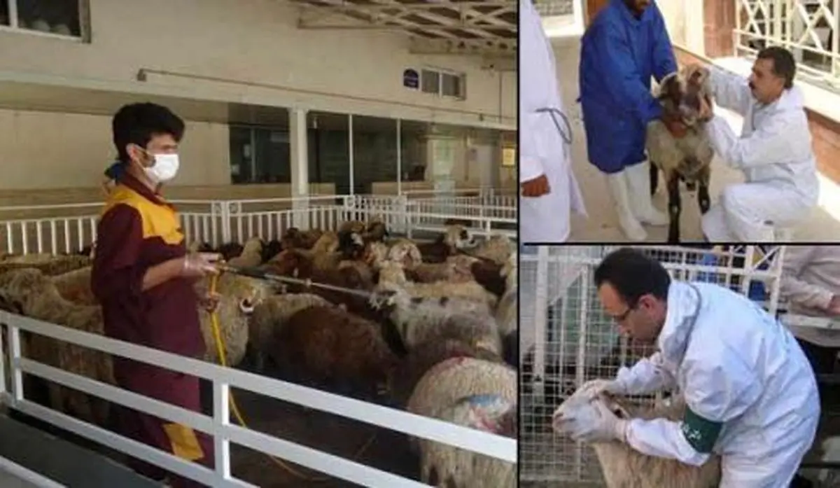 مردم از خدمات جایگاه‌های عرضه دام رضایت دارند