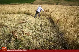 هیأت دولت قیمت خرید تضمینی محصولات زراعی برای سال ۹۴-۹۳ را تصویب کرد