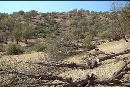 مدیرکل منابع طبیعی کرمانشاه: خشکیدگی ۱۵۵ هزار هکتار از جنگل‌های زاگرس شناسایی شده است