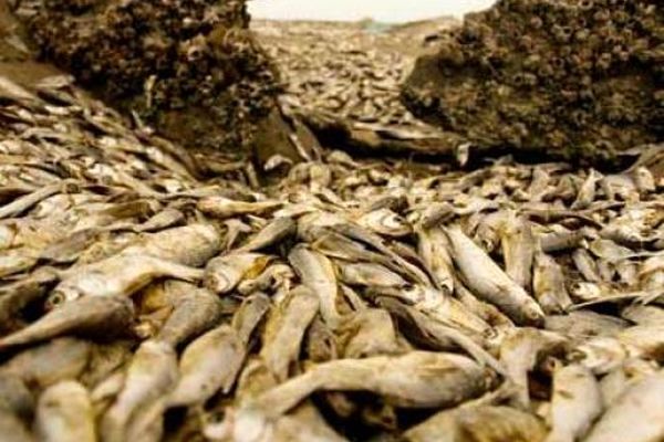 بیش از ۱۰ هزار قطعه ماهی در رودخانه زرینه رود تلف شدند