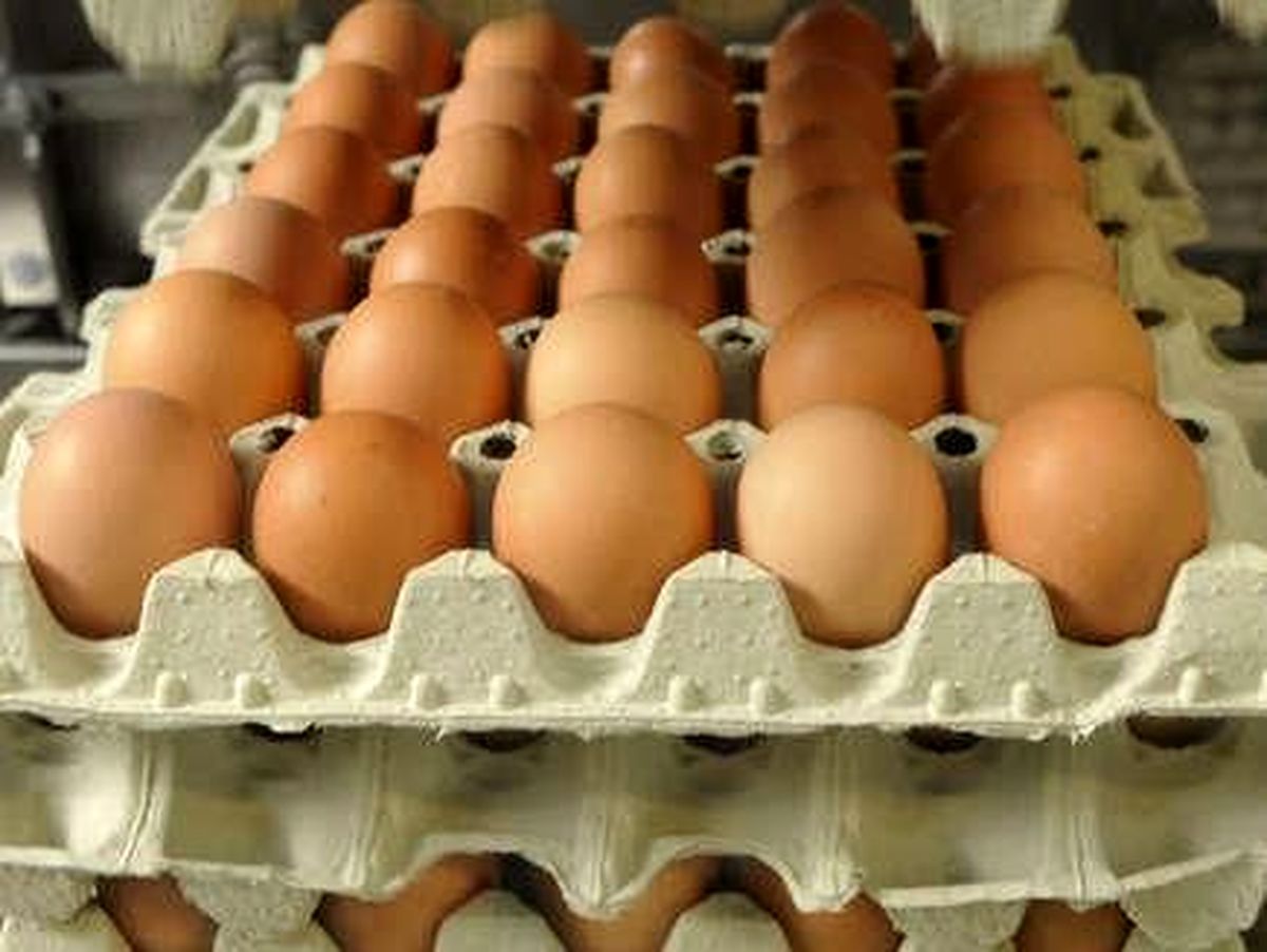 "سالانه ۹۱۲ هزار تن تخم مرغ در کشور تولید می‌شود"