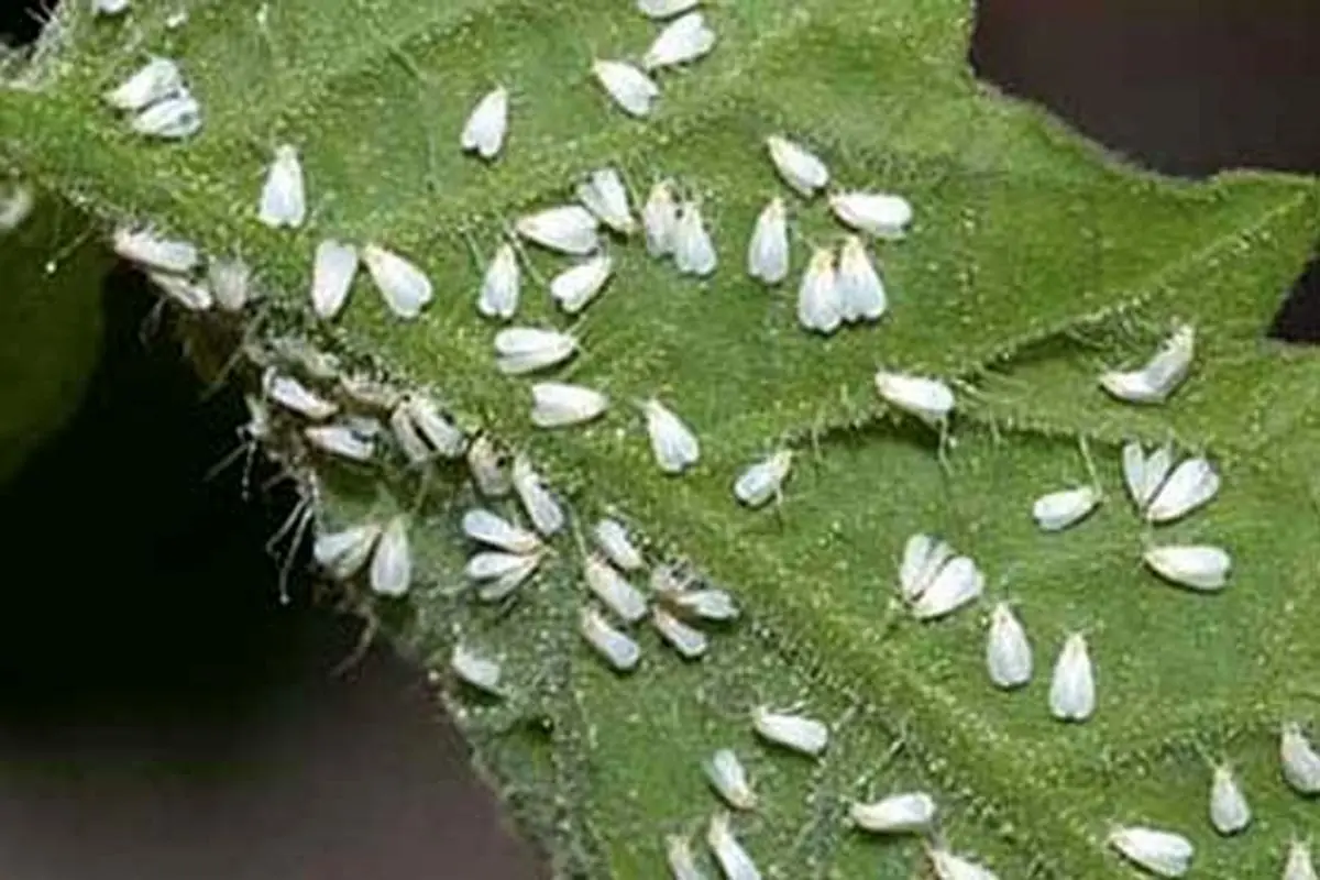 "برای حل مشکل پشه‌های سفید یا باید هوا خنک شود یا درختان شسته شوند"