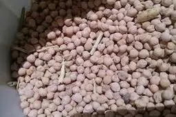 رئیس شورای ملی نخود: قیمت تضمینی مصوب خرید نخود پایین است
