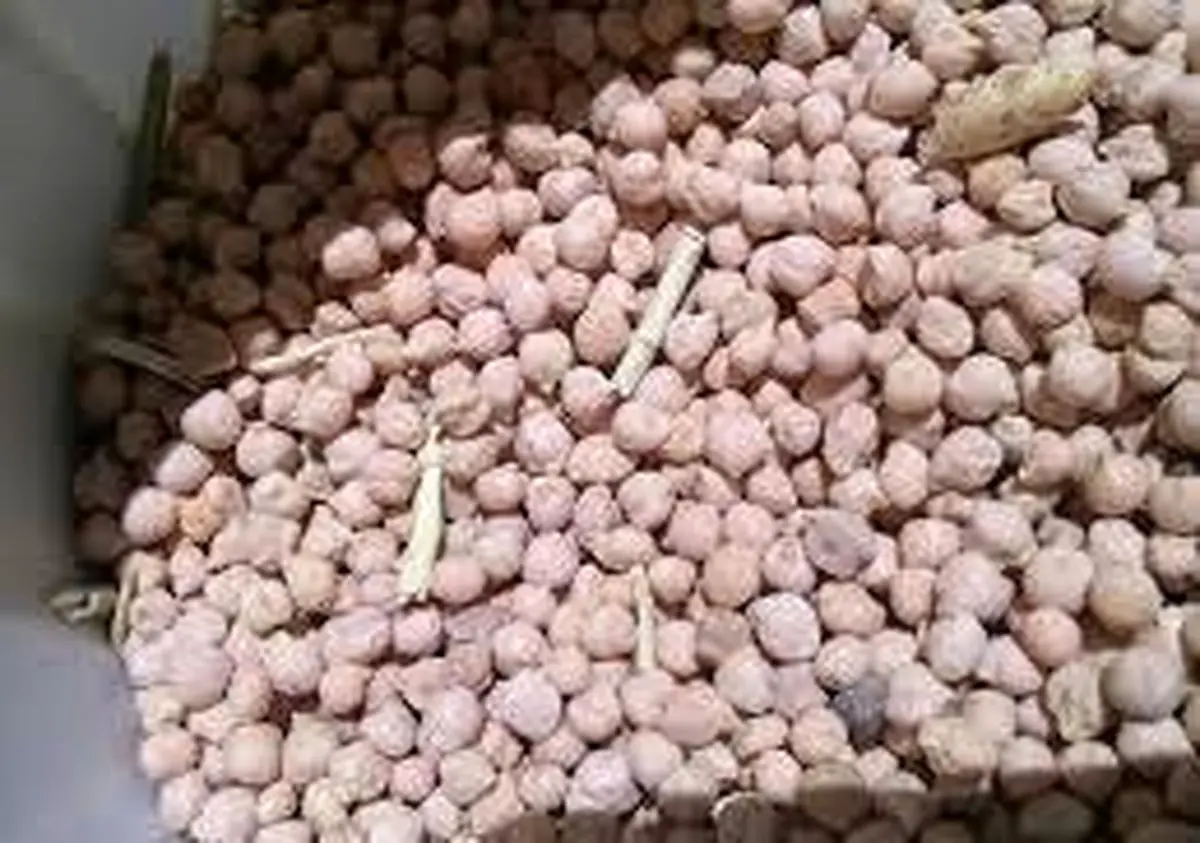 رئیس شورای ملی نخود: قیمت تضمینی مصوب خرید نخود پایین است