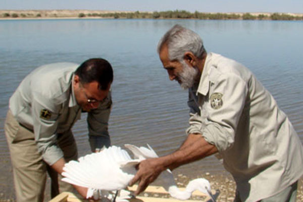 مدیرکل محیط زیست سیستان و بلوچستان: جوجه پرنده‌های سیستان در تالاب هامون رهاسازی شدند